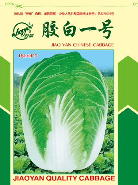 胶白一号——秋播白菜